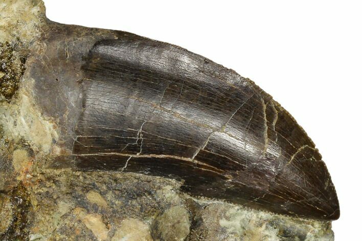 Serrated, Tyrannosaur Tooth in Rock - Montana #113766